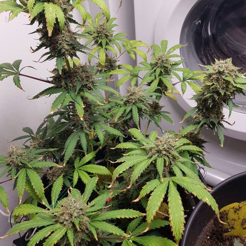 Runtz Auto growlog timeline photo