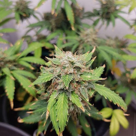 Runtz Auto growlog timeline photo