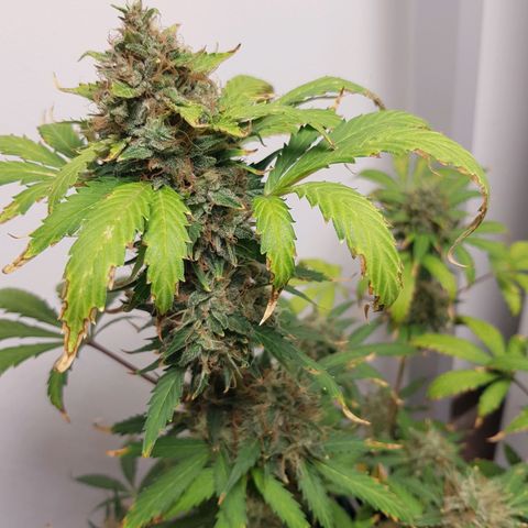 Runtz Auto growlog timeline photo