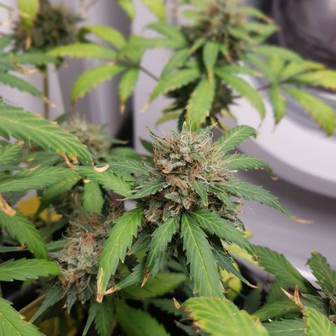 Runtz Auto growlog timeline photo
