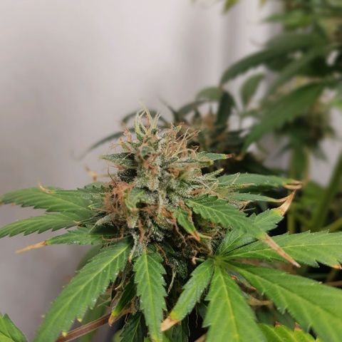 Runtz Auto growlog timeline photo