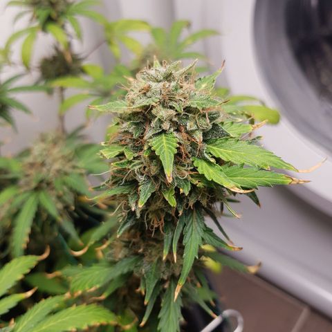 Runtz Auto growlog timeline photo