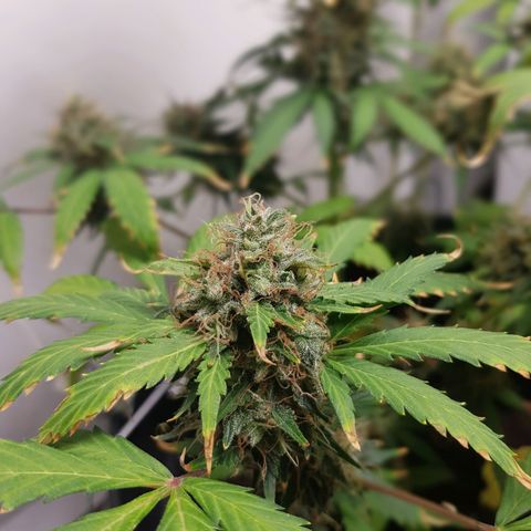 Runtz Auto growlog timeline photo