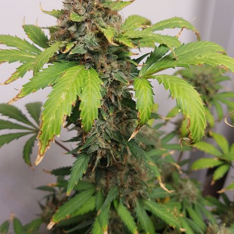 Runtz Auto growlog timeline photo