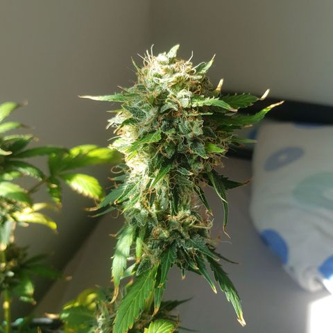 Runtz Auto growlog timeline photo