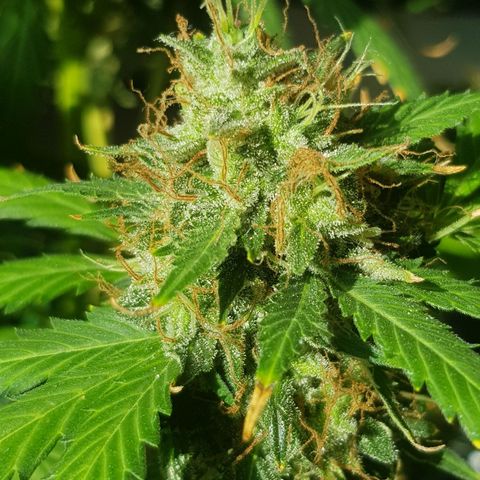 Runtz Auto growlog timeline photo