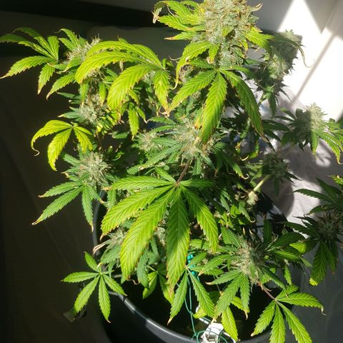 Runtz Auto growlog timeline photo