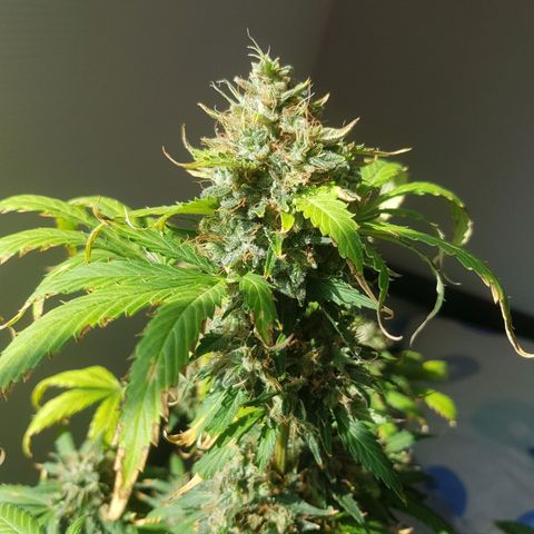 Runtz Auto growlog timeline photo