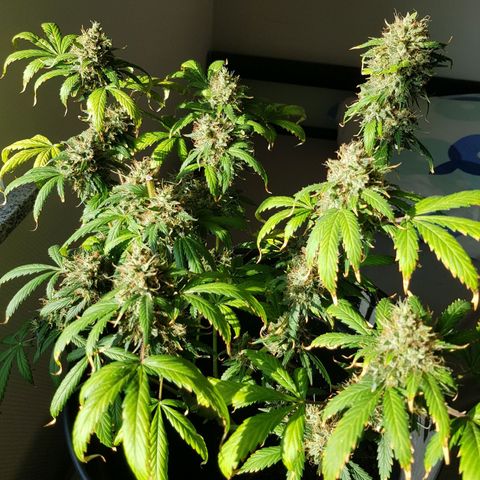 Runtz Auto growlog timeline photo