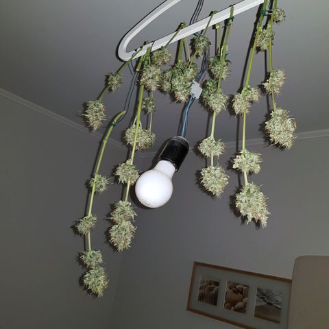 Runtz Auto growlog timeline photo