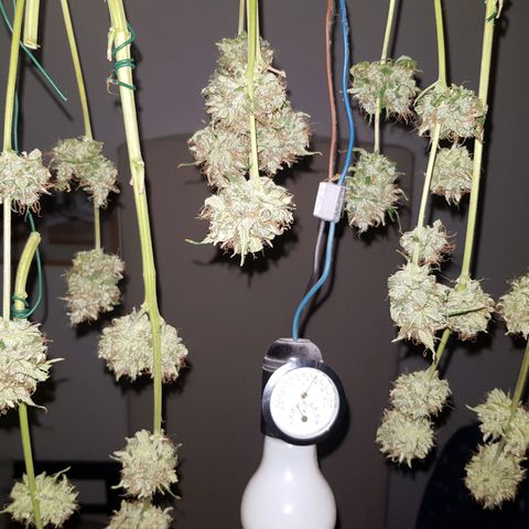 Runtz Auto growlog timeline photo