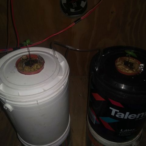 2.Sheska growlog timeline photo