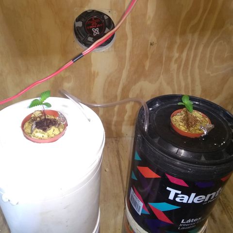 2.Sheska growlog timeline photo