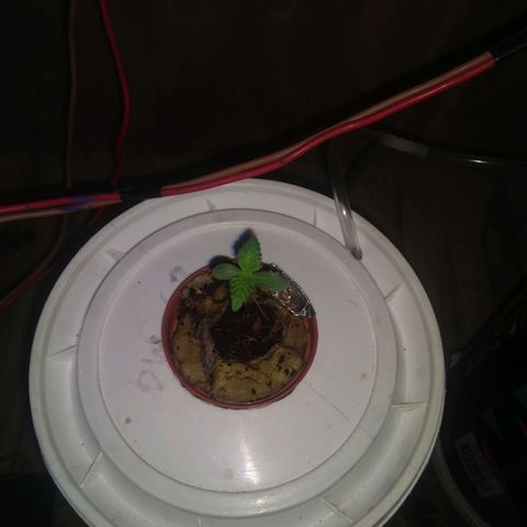 2.Sheska growlog timeline photo