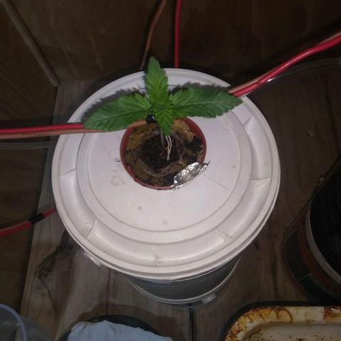2.Sheska growlog timeline photo