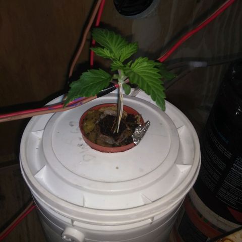 2.Sheska growlog timeline photo