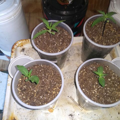2.Sheska growlog timeline photo
