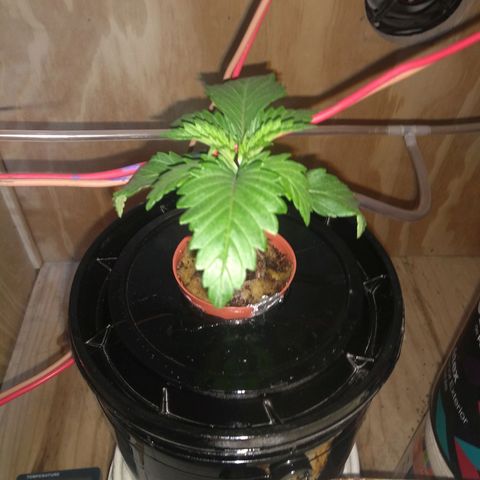 2.Sheska growlog timeline photo
