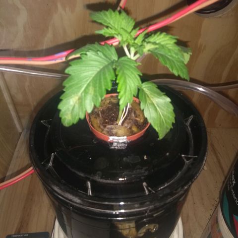 2.Sheska growlog timeline photo