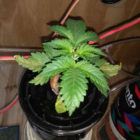 2.Sheska growlog timeline photo