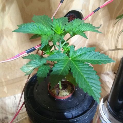 2.Sheska growlog timeline photo