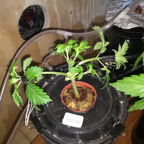 2.Sheska growlog timeline photo