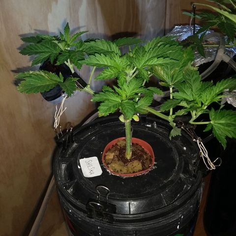 2.Sheska growlog timeline photo