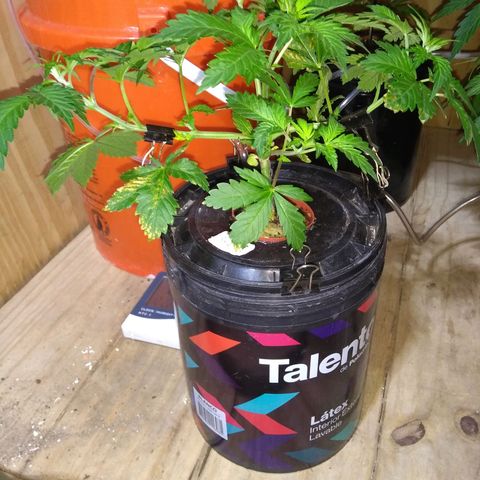 2.Sheska growlog timeline photo