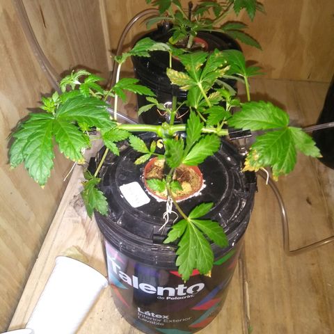 2.Sheska growlog timeline photo
