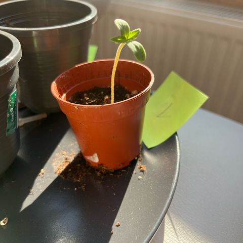 Nummer 1 growlog photo: Biegt sich leicht zur Sonne, habe sie direkt unter das Fenster gestellt
