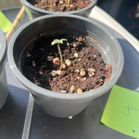 Nummer 4 growlog timeline photo