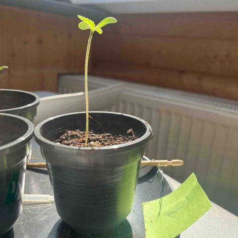 Nummer 1 growlog timeline photo