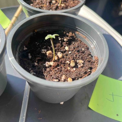 Nummer 4 growlog timeline photo