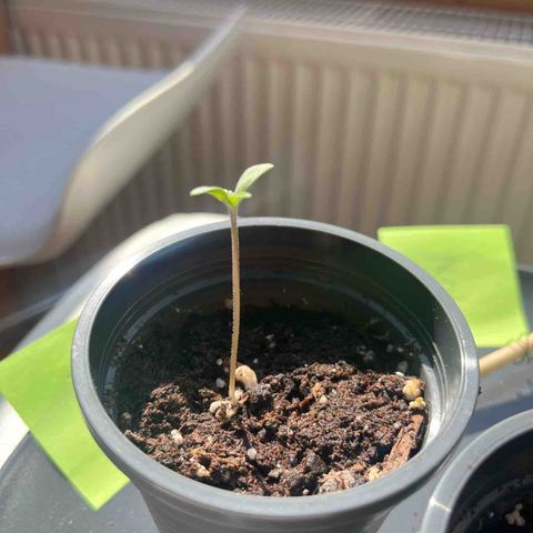 Nummer 2 growlog timeline photo