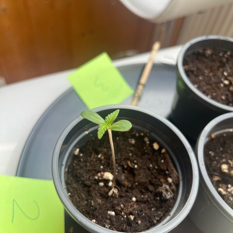 Nummer 2 growlog timeline photo