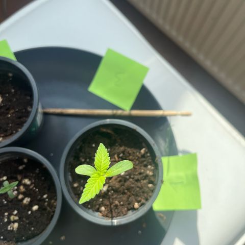 Nummer 1 growlog timeline photo