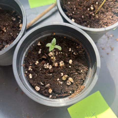 Nummer 4 growlog timeline photo