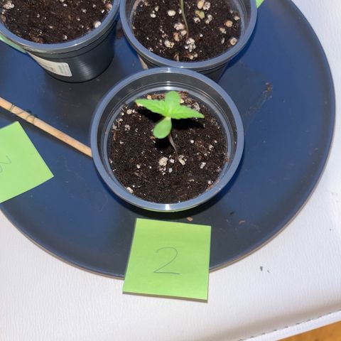 Nummer 2 growlog timeline photo