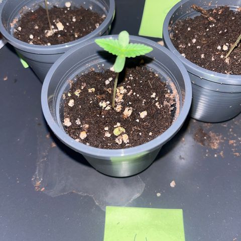 Nummer 4 growlog timeline photo
