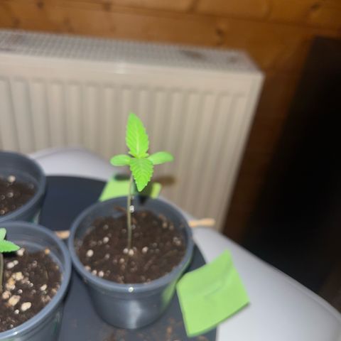 Nummer 1 growlog timeline photo