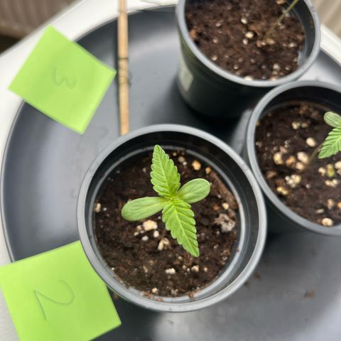 Nummer 2 growlog timeline photo