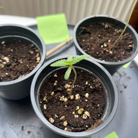 Nummer 4 growlog timeline photo