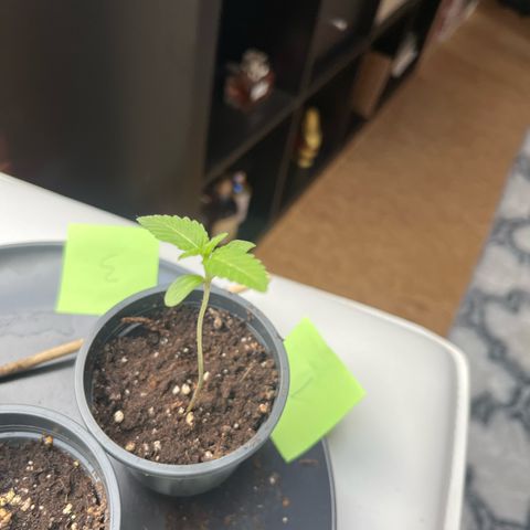 Nummer 1 growlog timeline photo