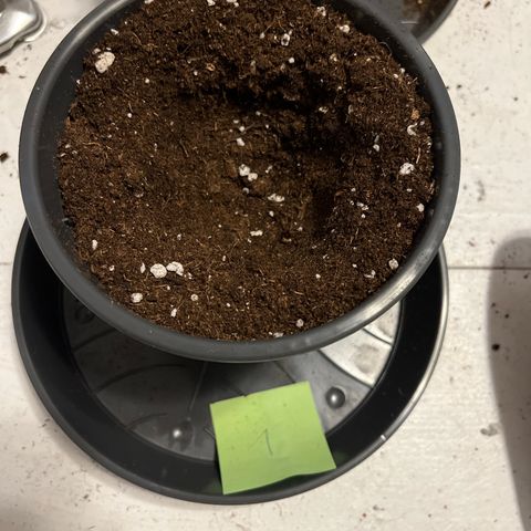 Nummer 1 growlog timeline photo
