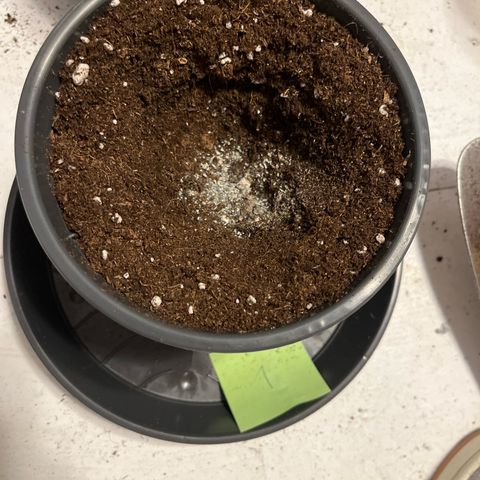 Nummer 1 growlog timeline photo