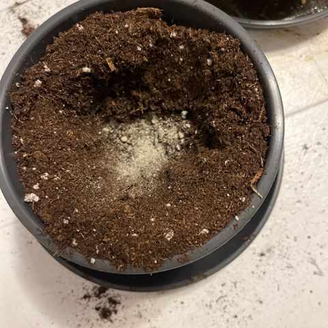 Nummer 2 growlog timeline photo
