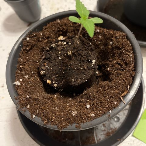 Nummer 2 growlog timeline photo