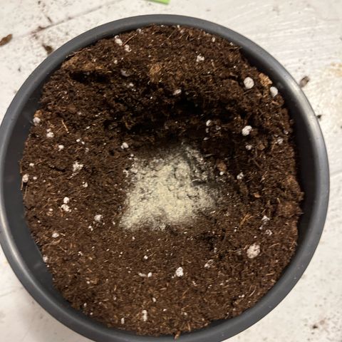 Nummer 4 growlog timeline photo