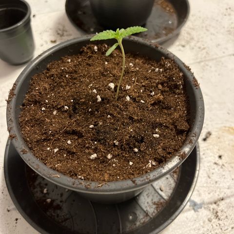 Nummer 4 growlog timeline photo