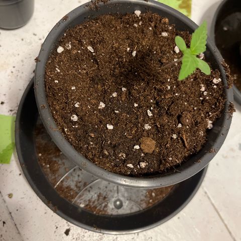 Nummer 2 growlog timeline photo